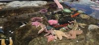 PICTURES/Oregon Coast Aquarium - Newport/t_StarFish4.jpg